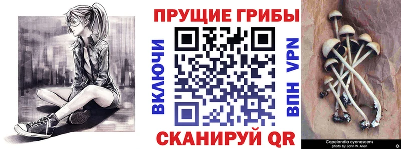 Купить  Подпорожье  Галлюциногенные грибы мицелий 